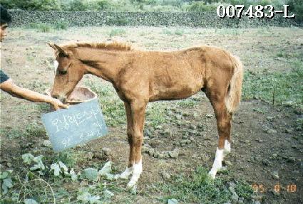 ����ǰ ����