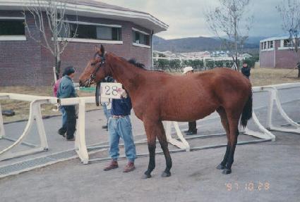 ������ ����