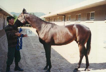 Ǫ���� ����