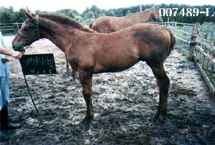 ������ ����