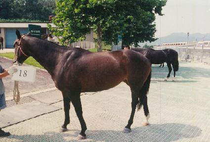 �������� ����