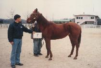 ���⳻�� (SHINCH��ULLAEGI) ����