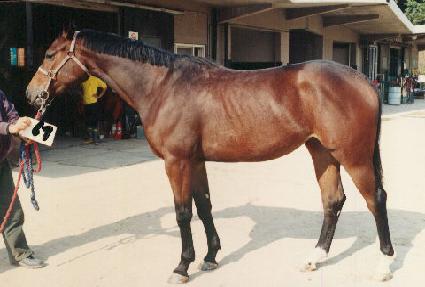 ��� ����