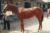 ��ȣ (PIHO) ����