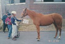 ��ȣ��� (MIHO BIG BANG) ����