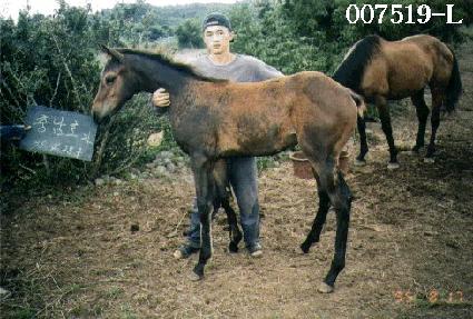 ������ ����