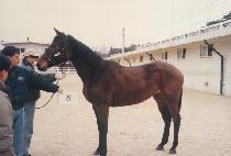 ����� (YONG BAWI) ����