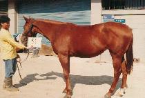 �������� (MULCH��AN JEBI) ����