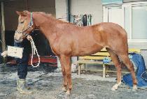 ��� (BIG DEAL) ����