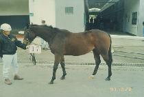 ������ũ (QUEENLIKE) ����