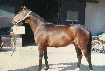 �������� ����