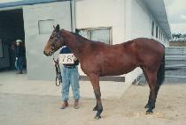 ���� (PONGMYONG) ����