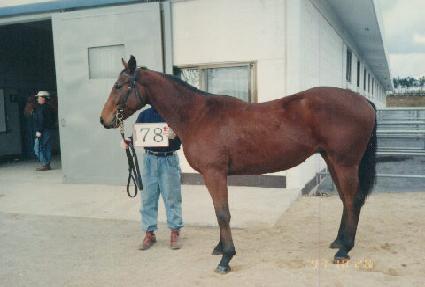 ���� ����