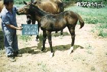 ���̽�į�ڸ� ����