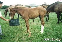 ����� ����