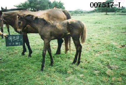 �Ʒú� ����