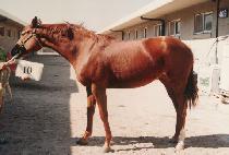 ���� (PIJANG) ����