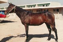 �ʰ��뱹 (CH��OGANGDAEGUK) ����