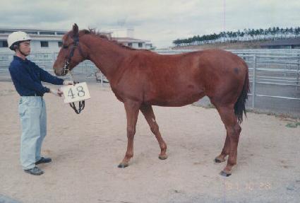 �׹����� ����