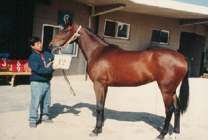 ������ ����