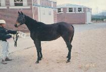 �ܴ��� (KKULDANJI) ����