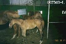 ������ ����