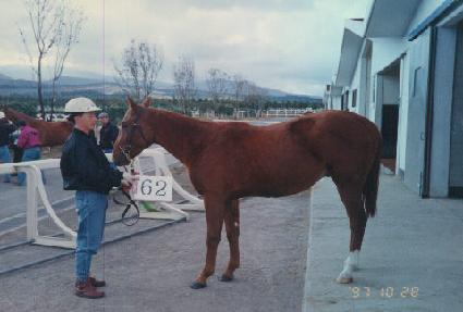 ������ũ ����