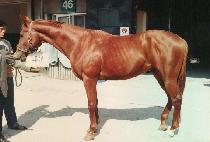 ��õ���� (KWACH��ON POBAE) ����