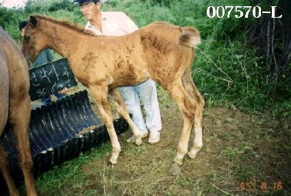 ������õ ����