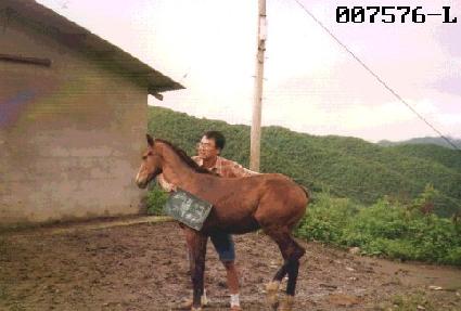 ��õ�ڸ� ����