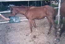 ������ ����