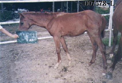 ������ ����