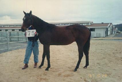 ���� ����