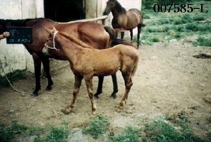 ��ǳ ����