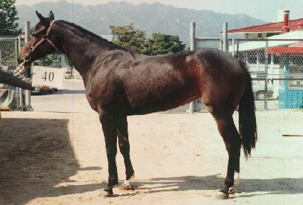 ȭ���Ѽ��� ����