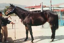 ������� (HEUKKWA NABI) ����