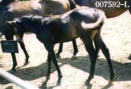 ���ֵ��� ����