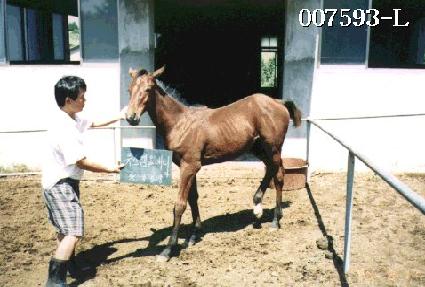 ������ ����