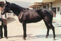 �ѹٶ� (HANBARAM) ����