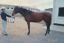 ������� (CHAGEUN HEUIMANG) ����