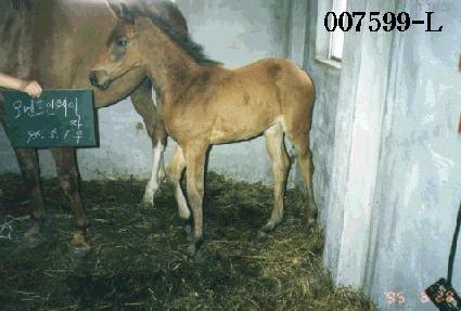 ����� ����