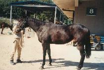 ���� (CHEONG-IL) ����