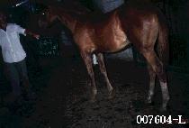 ����� (EONEUSAE) ����