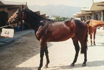 ǥ�ؽð� (P��YOJUN SHIGYE) ����