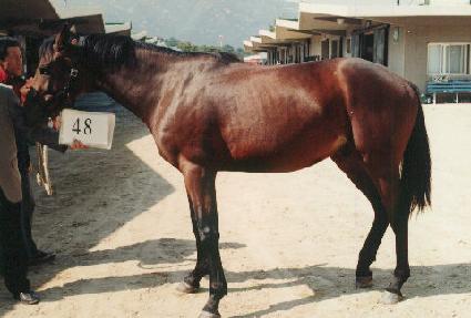 ������ ����