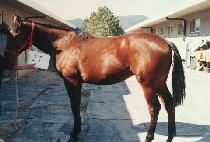 ���̰� (SUIGAM) ����