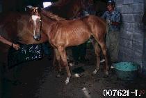 �Ӹ����ڸ� ����