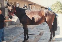 �ںν� (CHABUSHIM) ����