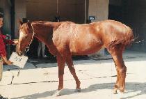 ��������� (NORTHERNIFY) ����