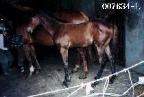 �±����� (T��AEGEUK CHEONSA) ����